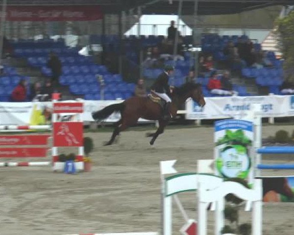 Skokový kůň Pernod 126 (Westfálský kůň, 2007, od Phin Phin)