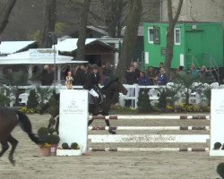 broodmare Coco (Hanoverian, 2007, from Contendro I)