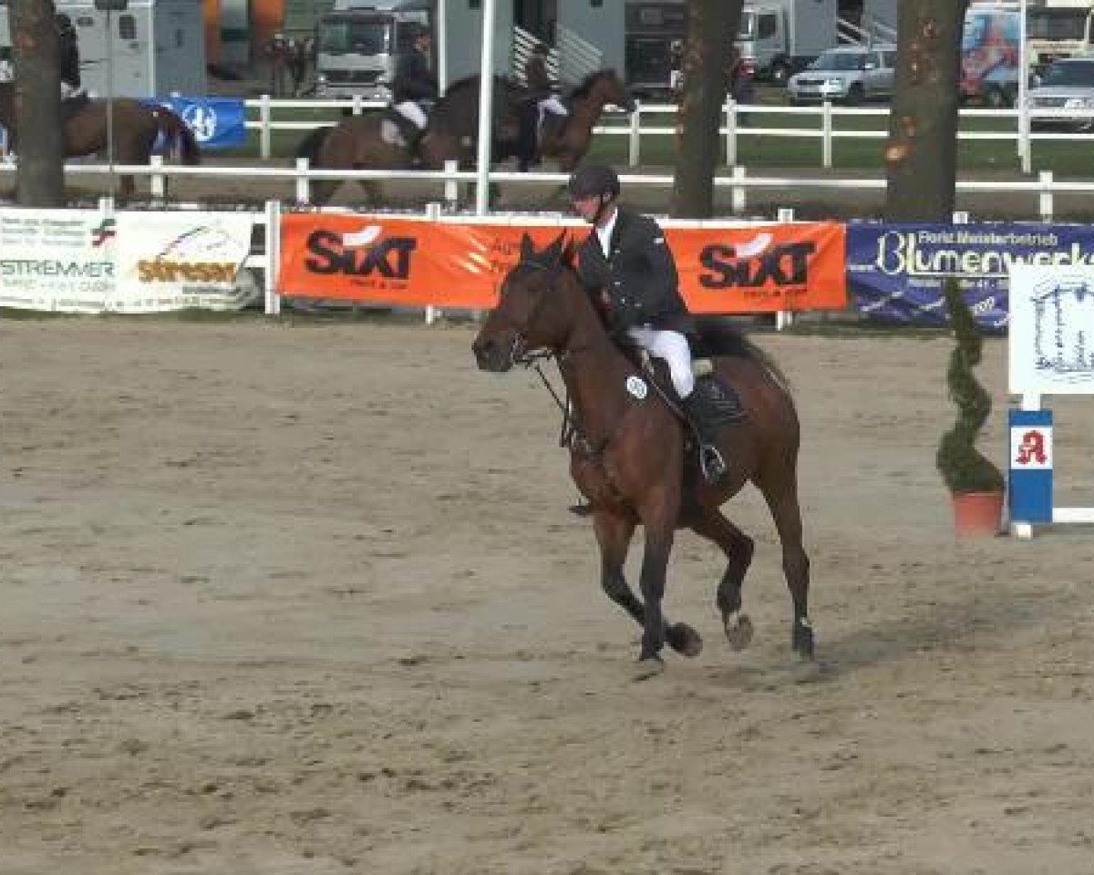 jumper Gragolda (Oldenburg show jumper, 2002, from Landgold 3)