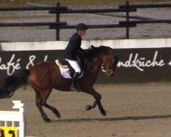 jumper Winner v 't Ertsehof (Zangersheide riding horse, 2008, from Winningmood van de Arenberg)