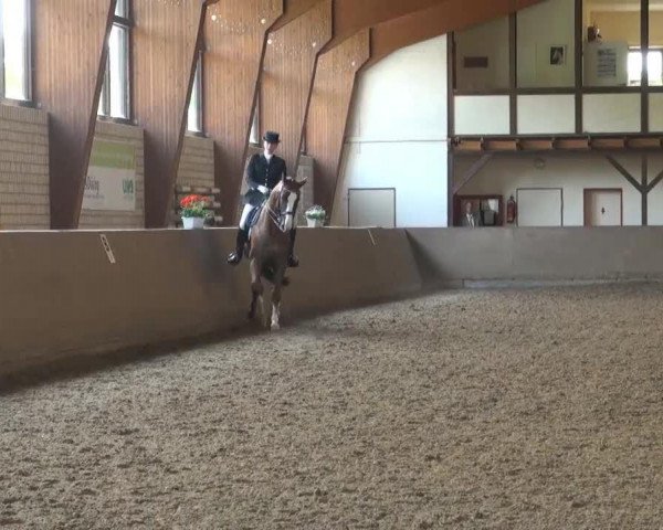 dressage horse Ary Boy (Hanoverian, 1997, from A Jungle Prince)