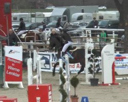 jumper Carrington (Oldenburg, 2007, from Contendro I)