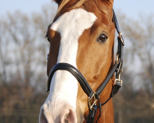 dressage horse Wayamo (Württemberger, 2006, from Waikiki I)