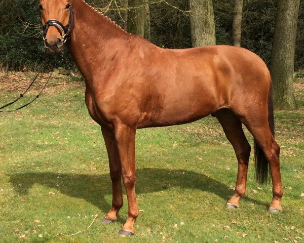 Dressurpferd Solero 84 (Hannoveraner, 2010, von Soliman)