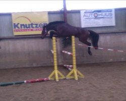 Cavallo da Dressage Caribu 6 (Holsteiner, 2011, di Cormint)
