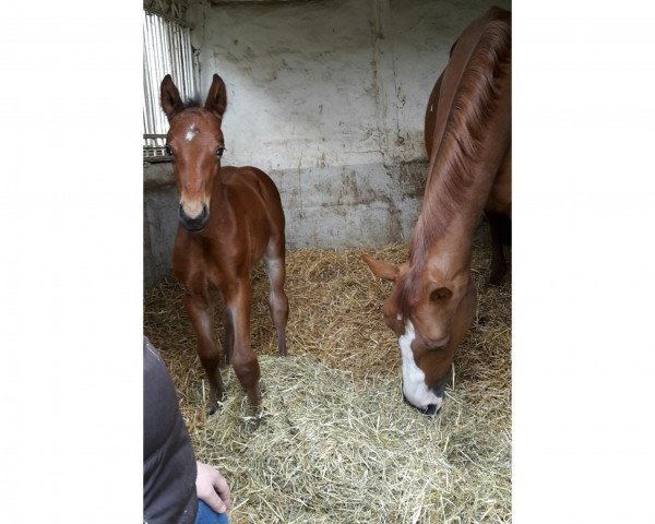 broodmare Demi Moore 10 (Westphalian, 2002, from Dimension) broodmare Demi Moore 10 (Westphalian, 2002, from Dimension)