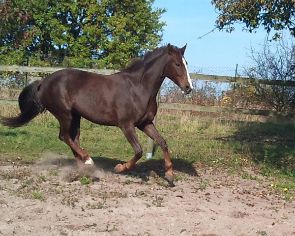 Zuchtstute Soul Melia (Oldenburger, 2008, von Donnerball)