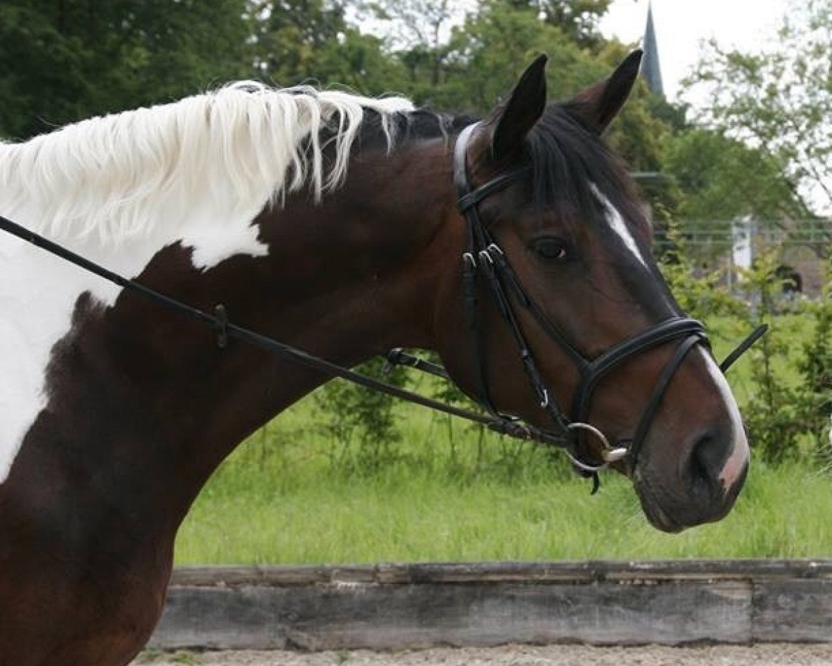 horse Shari (Pinto / Hunter, 2008, from Smartie D)