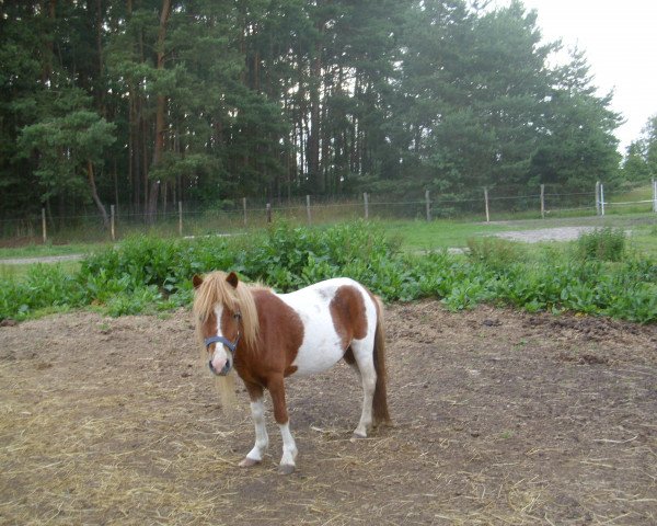 Horse Bosco (Shetland Pony, 2009, from Benny)