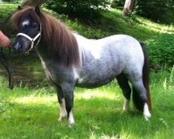 Zuchtstute Many Minis Dalexa (Shetland Pony (unter 87 cm), 2010, von Lord-Lester)