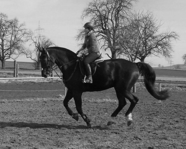 jumper Loyd 14 (German Sport Horse, 2005, from L'Ami)