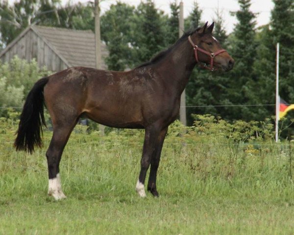 Pferd Catuso II (Mecklenburger, 2012, von Catuso)