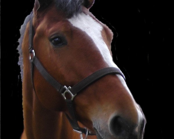 jumper Chili Dream (Hanoverian, 2009, from Check In 2)