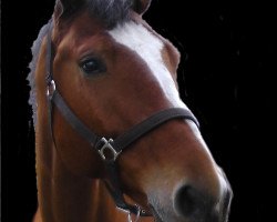 Springpferd Chili Dream (Hannoveraner, 2009, von Check In 2)