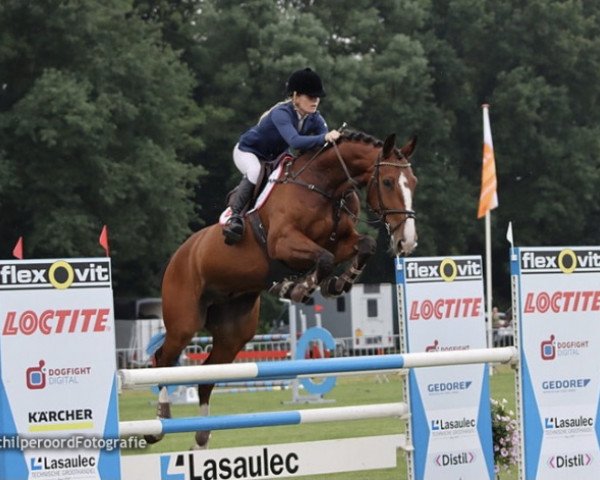 jumper Pegasus Blue (Holsteiner, 2015, from Plot Blue)