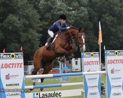 Springpferd Pegasus Blue (Holsteiner, 2015, von Plot Blue)