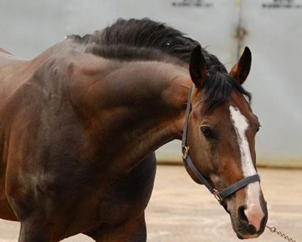 Pferd Geronimo n.g. (Holsteiner, 1996, von Coronado I)