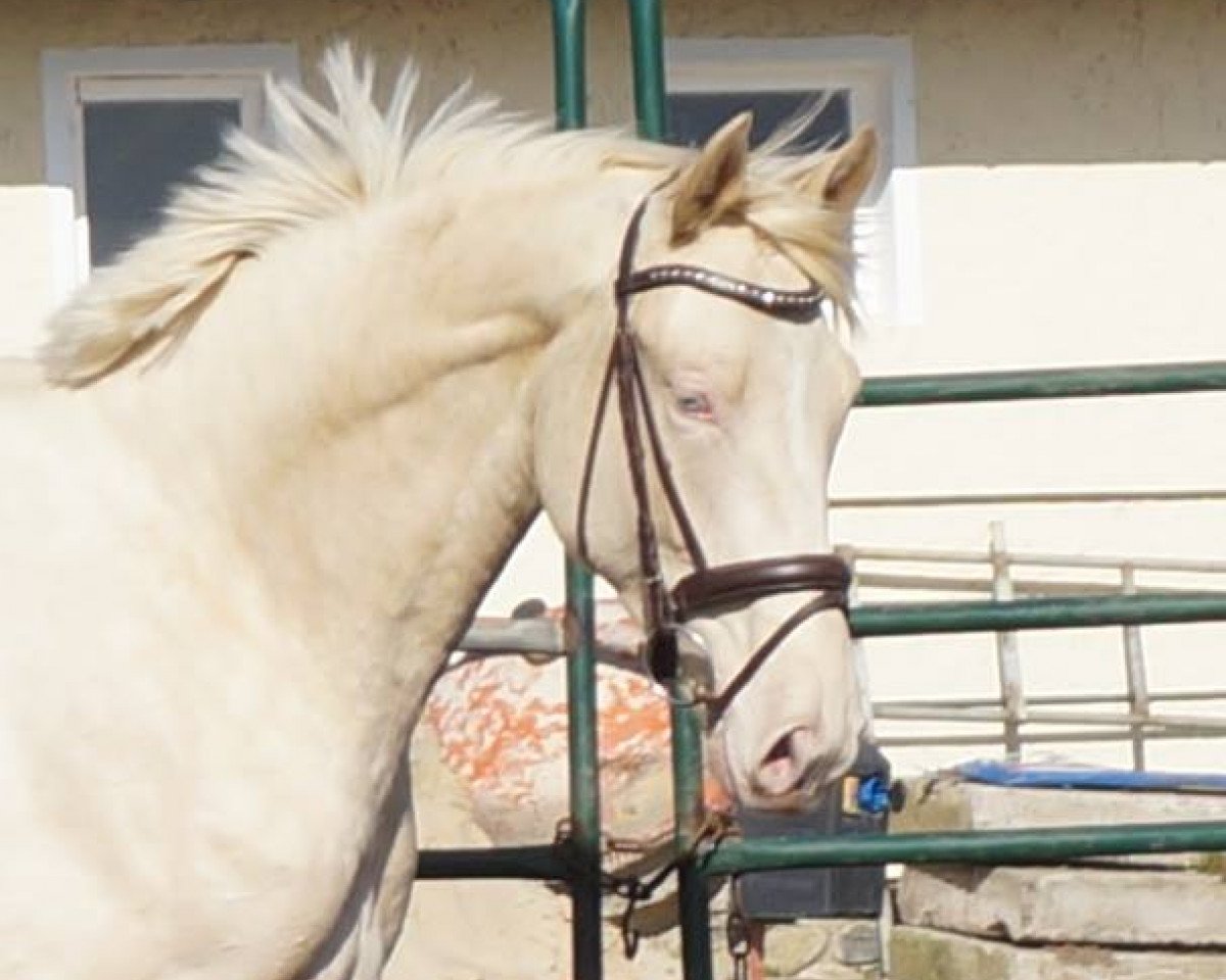 Deckhengst Idryss (Polnisches Warmblut, 2013, von Arktos)