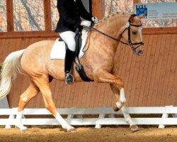 stallion Quantar MD (German Sport Horse, 2008, from Quaterback)