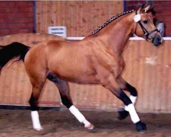 Deckhengst Florin Gold (Deutsches Reitpferd, 1998, von Burbon)