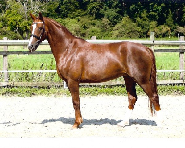 Zuchtstute Betty (Hannoveraner, 2004, von Brentano II)