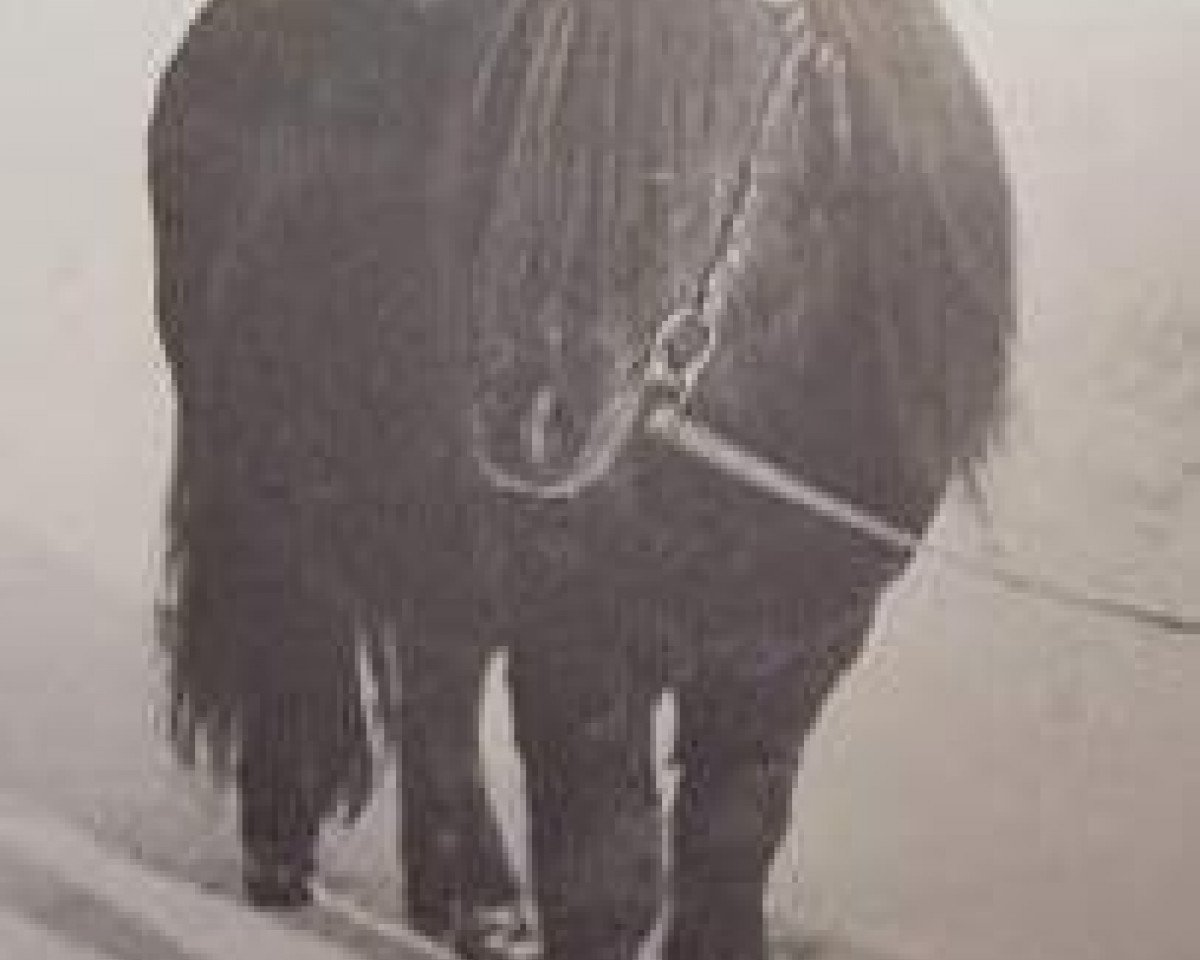 stallion Percy of Netherley (Shetland Pony, 1961, from Harviestoun Ringan)