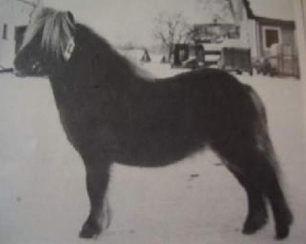 Deckhengst Repelsteeltje van de Kersenhof (Shetland Pony (unter 87 cm), 1980, von Cola of little H.)