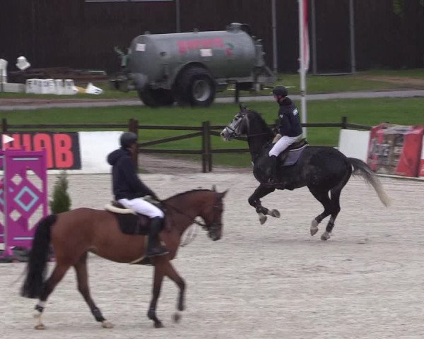 Reitturnier Westergellersen 2021
