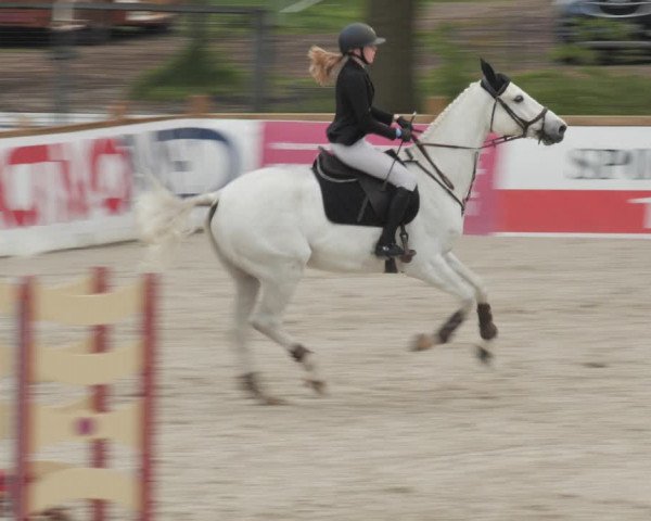 Reitturnier Westergellersen 2021