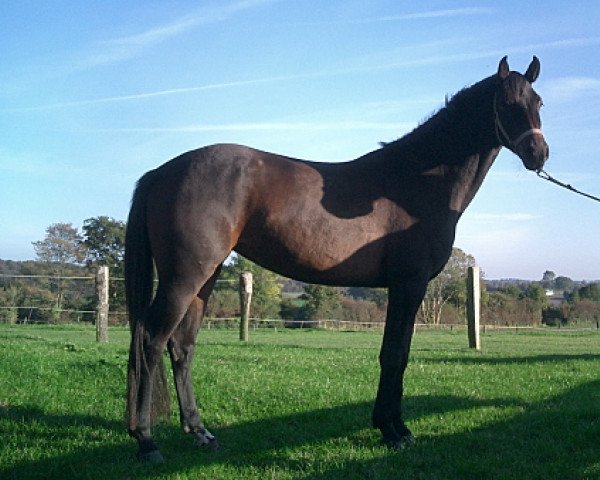 broodmare Trinity 12 (Holsteiner, 2003, from Canturo)