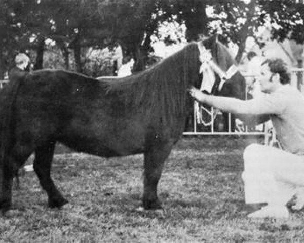Pferd X-Nora van Hoogkarspel (Shetland Pony, , von Spear of Marshwood) Pferd X-Nora van Hoogkarspel (Shetland Pony, , von Spear of Marshwood)