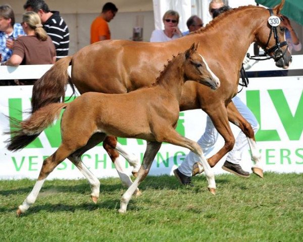 dressage horse Design of Davenport (German Riding Pony, 2013, from Dancing Star)