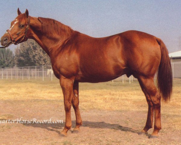 stallion Canadian Gil xx (Thoroughbred, 1969, from Northern Dancer xx) stallion Canadian Gil xx (Thoroughbred, 1969, from Northern Dancer xx)