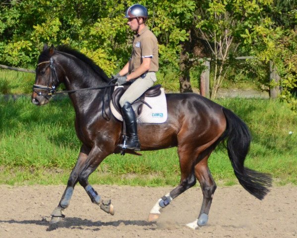 dressage horse Christopher Robin (Westphalian, 2010, from Christoph Columbus)