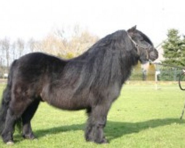 stallion Ferry van Bentjes (Shetland Pony, 1991, from Alert P. van Stal Henro)