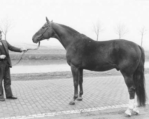 Deckhengst Lucas (KWPN (Niederländisches Warmblut), 1970, von Enfant de Normandie)
