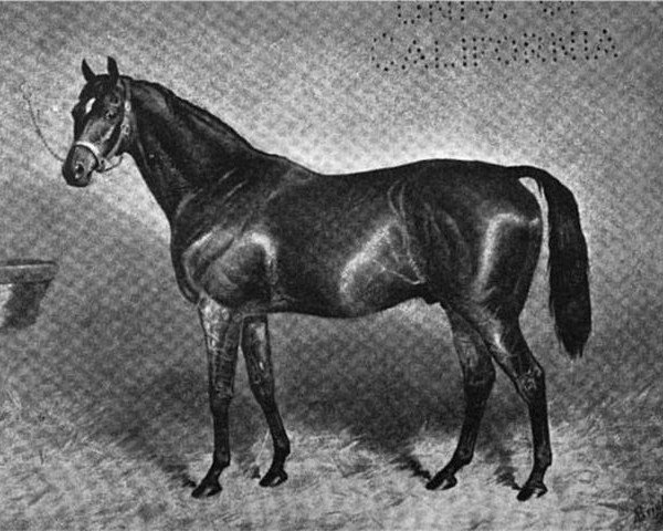 stallion Wisdom xx (Thoroughbred, 1873, from Blinkhoolie xx)