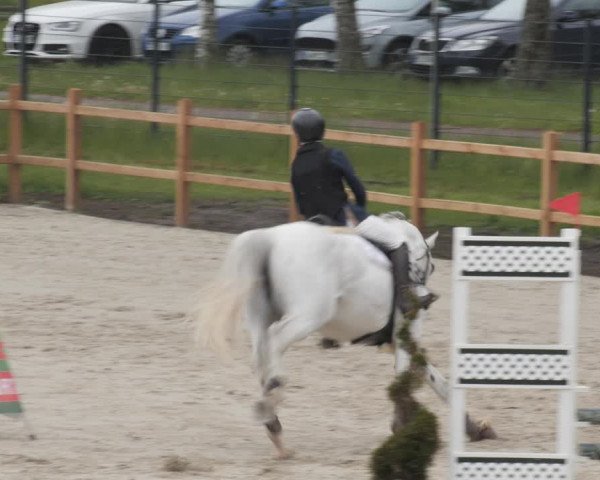 Reitturnier Westergellersen 2021