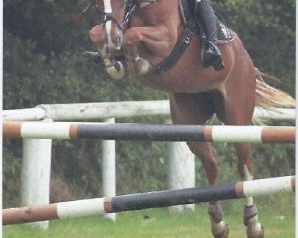 broodmare Minerva Deilana (German Riding Pony, 2006, from Donauwind)