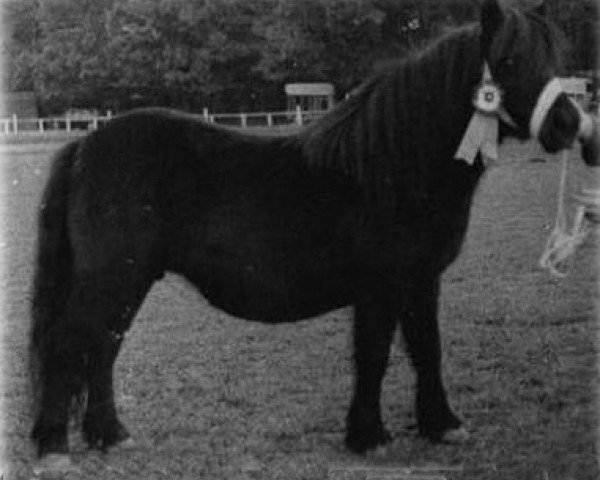 Zuchtstute Gloom of Marshwood (Shetland Pony, 1962, von Supremacy of Marshwood)