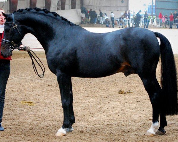 stallion Speyksbosch Dancer (Nederlands Welsh Ridepony, 1996, from Vita Nova's Golden Boris) stallion Speyksbosch Dancer (Nederlands Welsh Ridepony, 1996, from Vita Nova's Golden Boris)