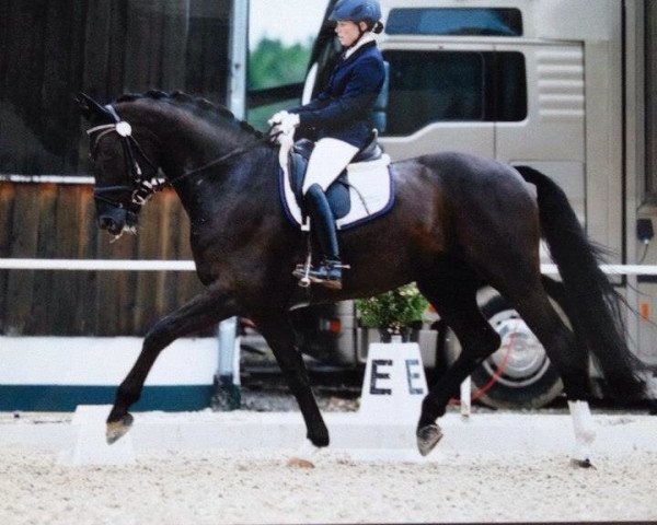 Dressurpferd Sir Stanislaus 3 (Hannoveraner, 2007, von Sandro Hit)