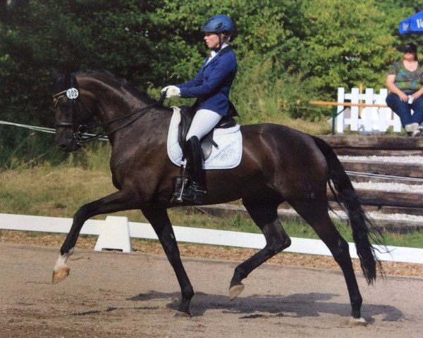 broodmare Samt und Seide 4 (Oldenburg, 2006, from Samarant)