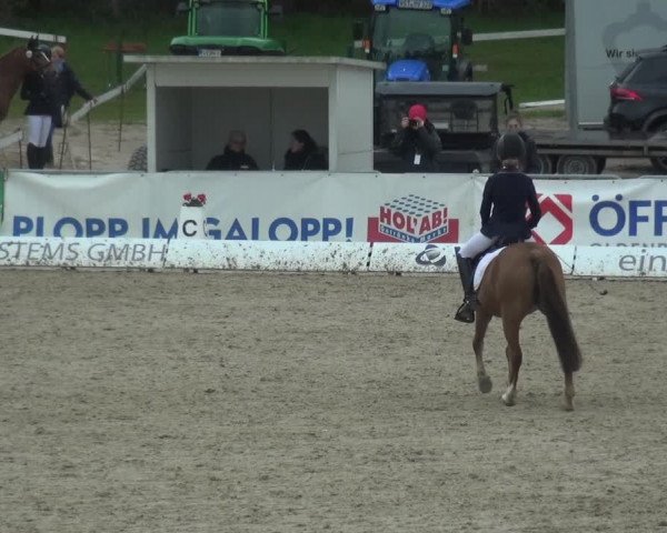 Reitturnier Rastede-Nethen 2021