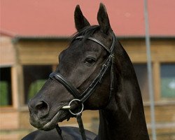stallion Likoto xx (Thoroughbred, 1993, from Fit to Fight xx)