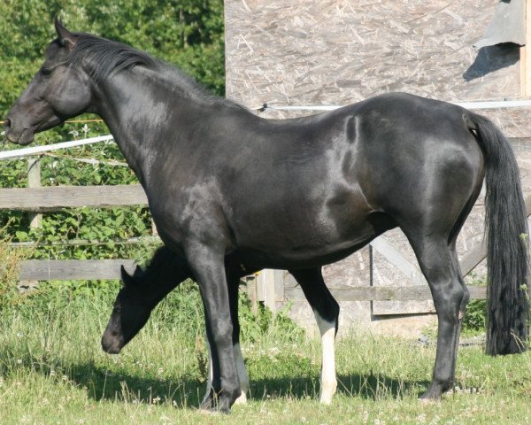Zuchtstute PRINCESS Suffield Mustang (sonstiges Pony, 2004)