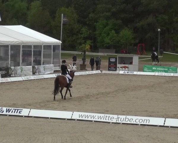 Reitturnier Rastede-Nethen 2021