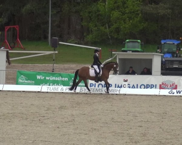 Reitturnier Rastede-Nethen 2021