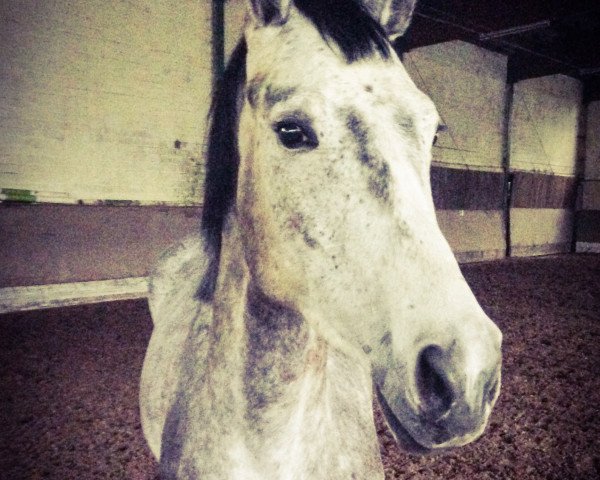 horse Che-Guevara (Holsteiner, 2010, from Cardino)