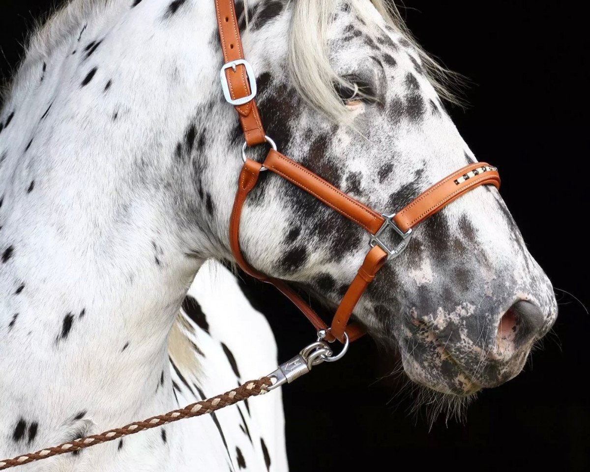 horse Reindi Elmar XIV (Noric, 2007, from Ralf Elmar XIII)